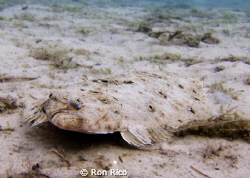 Flounder...cool animals...look deformed.
 by Ron Rico 